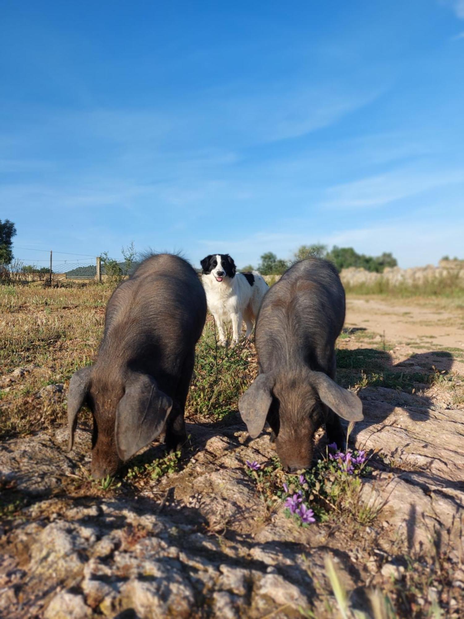 Finca Sa Cova Vella Manacor  Exteriör bild