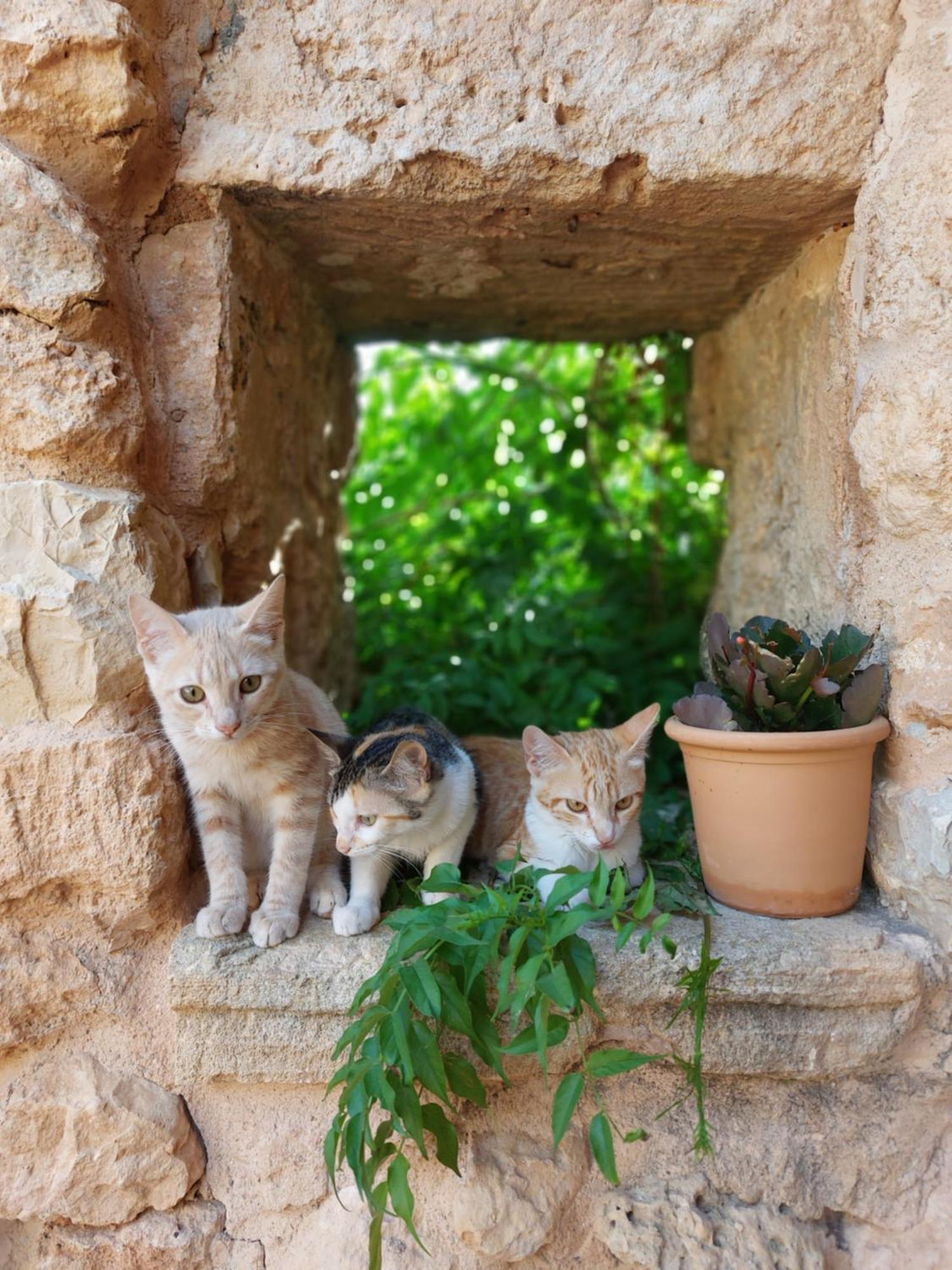 Finca Sa Cova Vella Manacor  Exteriör bild